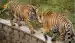Maroc : deux nouveaux tigres dans le zoo de Rabat
