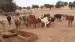 Mauritanie: épidémie de fièvre de la maladie du Rift