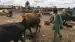 Mali: soldats maliens, russes et chasseurs dozos accusés de vols massifs de bétail
