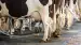 Mauritanie : lancement d’une ferme laitière de 10 hectares à Timbedra